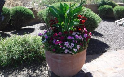 Seasonal Fall Flowers and Container Gardens