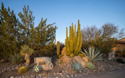 What You Need to Know About Creating a Desert Landscape