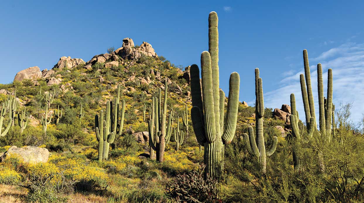Five Interesting Facts About the Saguaro Cactus | Desert Foothills ...
