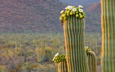 Five Interesting Facts About the Saguaro Cactus