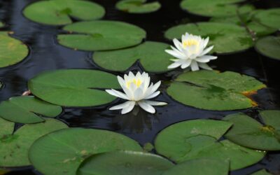 The Three Aquatic Plants You Need to Create a Stunning Waterscape