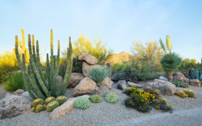 Common Desert Gardening Challenges (And How to Conquer Them)