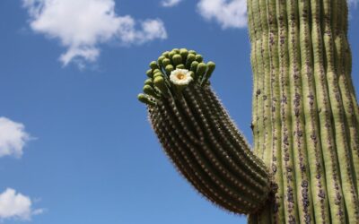 Plant Spotlight: The Saguaro Cactus