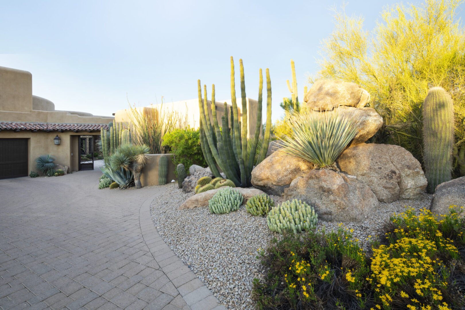 A garden with cacti and other plants in the background.