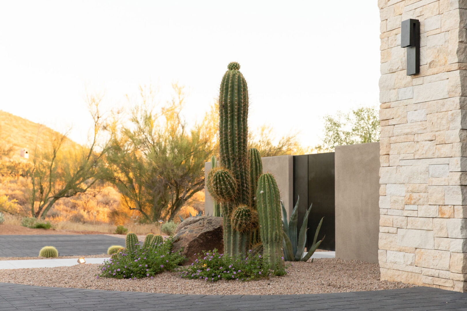 A cactus plant is growing in the middle of a desert.