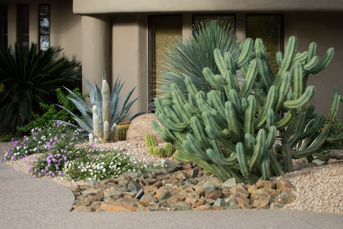 A cactus garden with cacti and other plants.