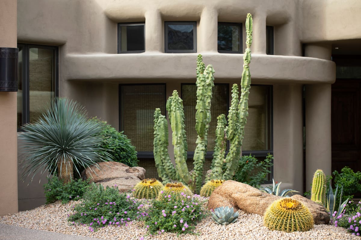 A cactus garden with many different types of plants.