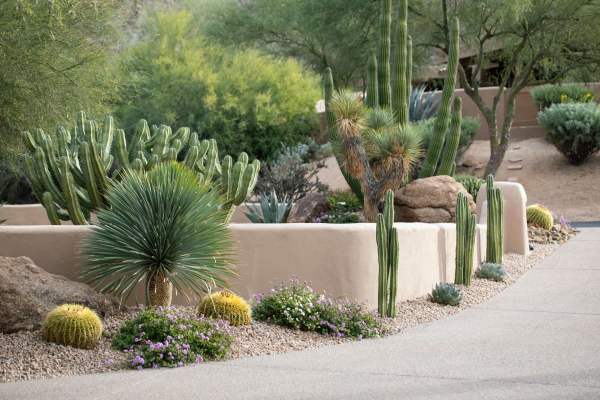 A garden with cacti and other plants in it.