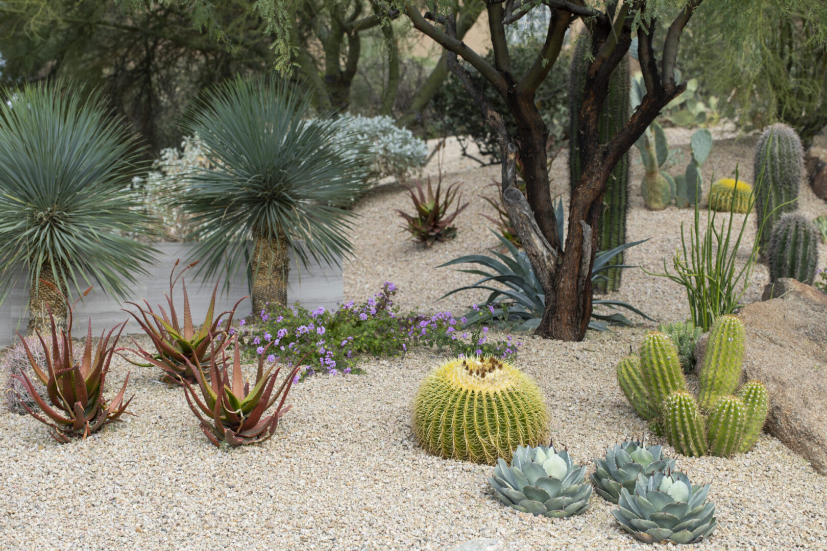 A garden with many different plants and trees.