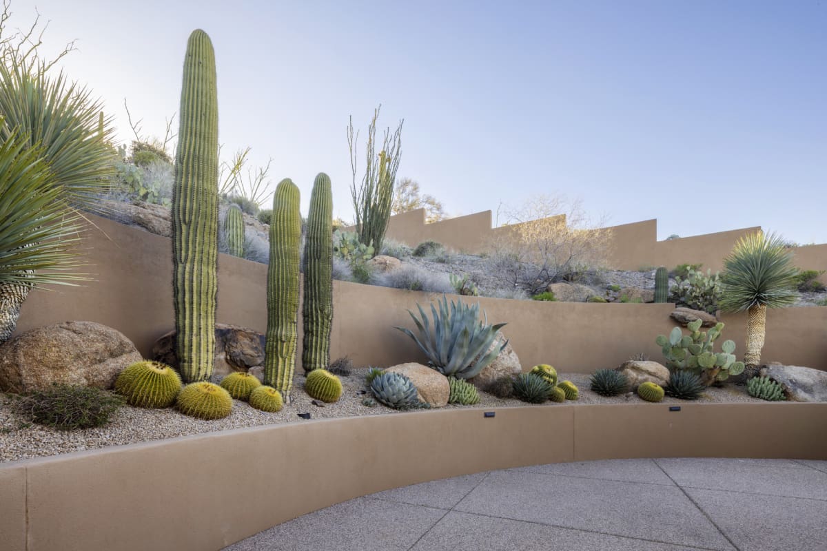 A garden with cacti and succulents on the side of a wall.