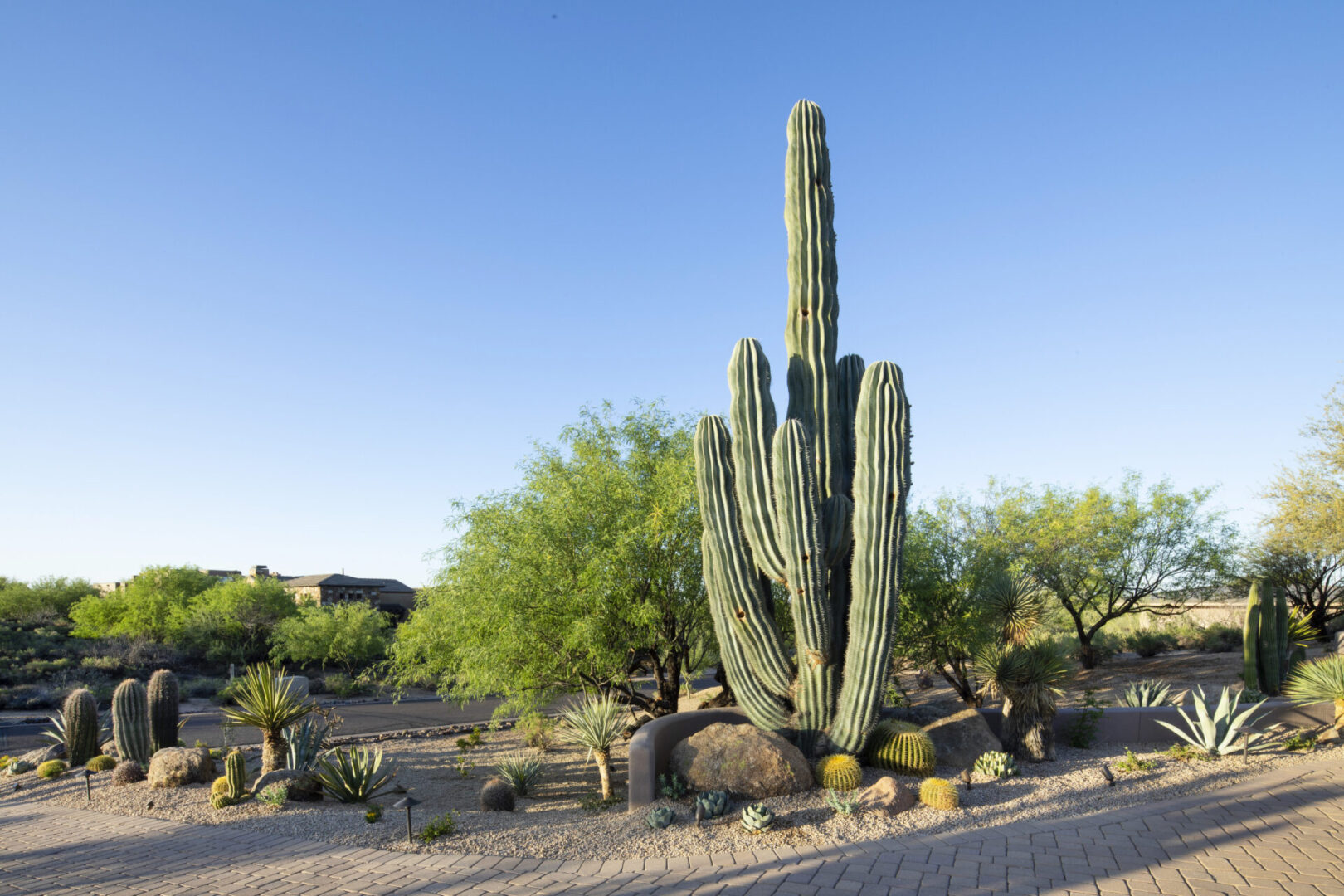 A large cactus in the middle of a desert.