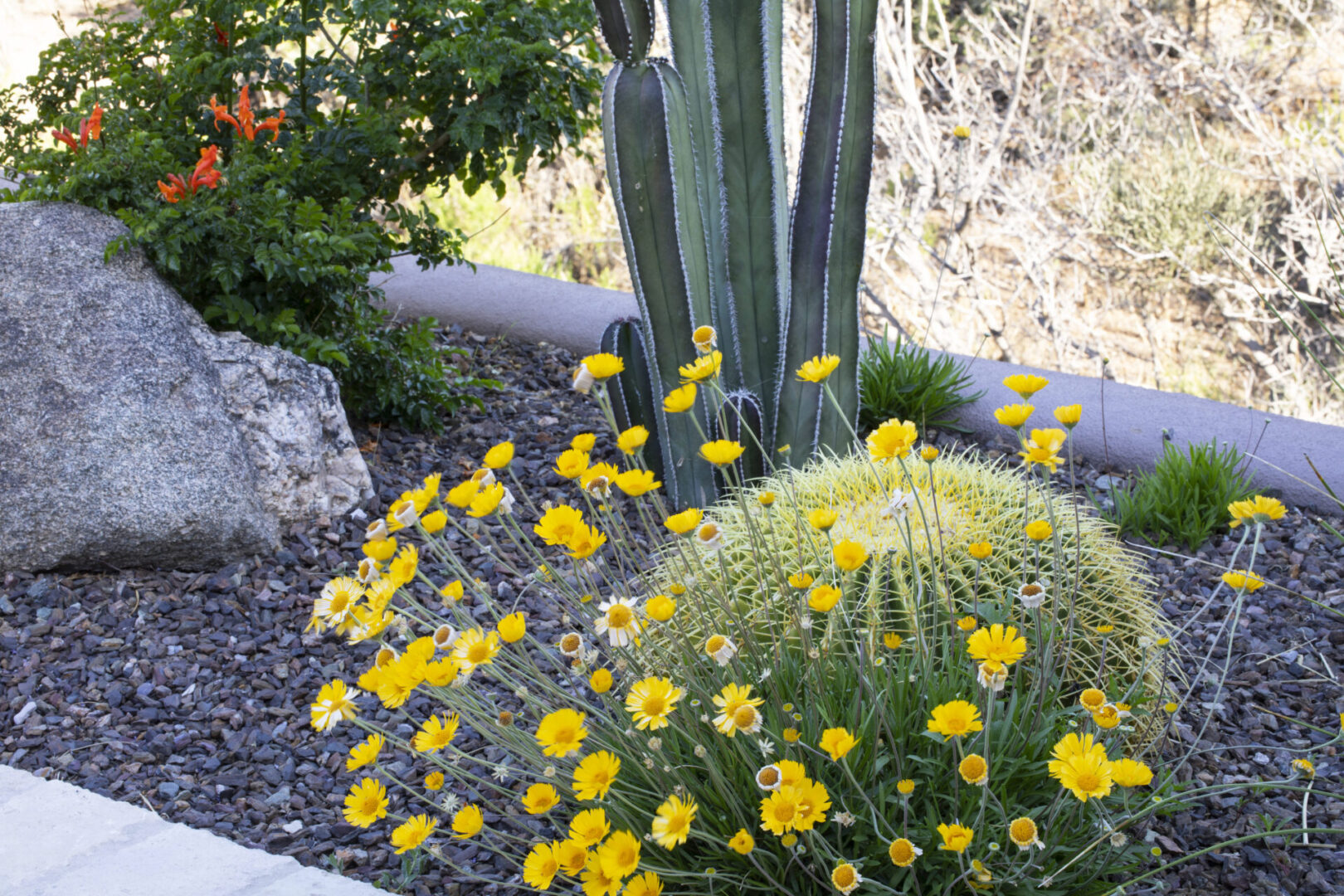 A cactus and some yellow flowers in the middle of a garden.