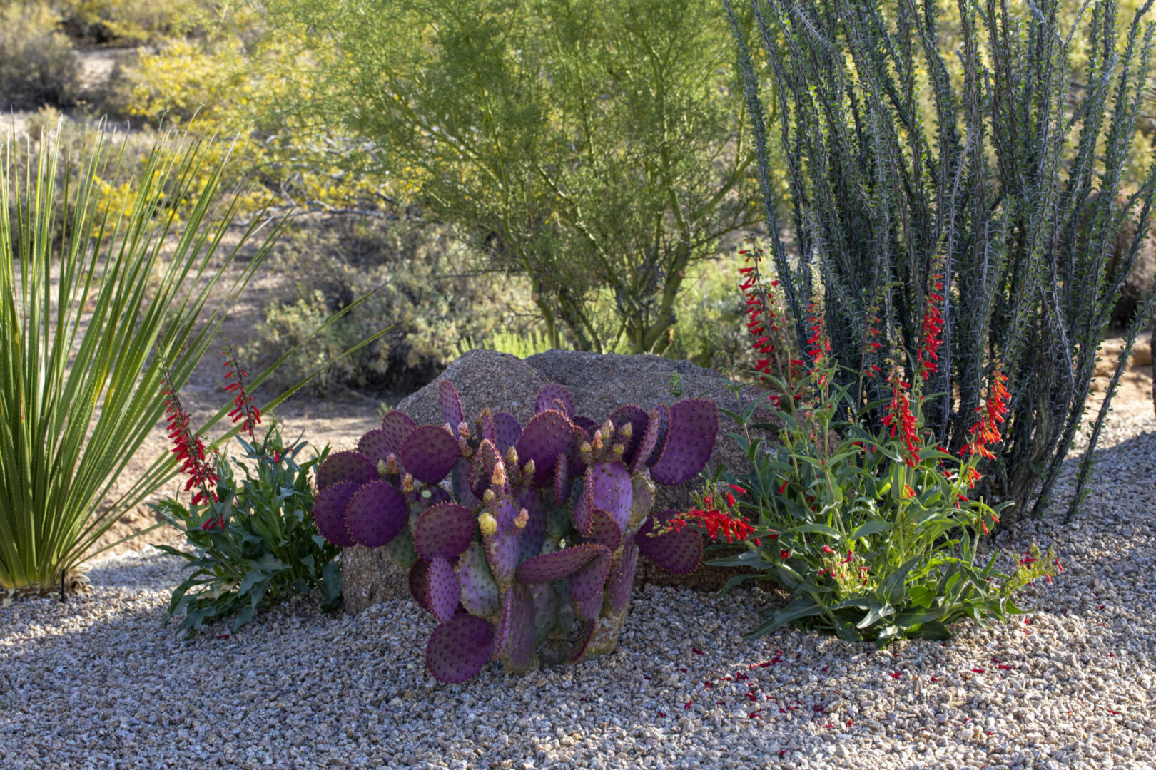 A purple plant in the middle of some rocks