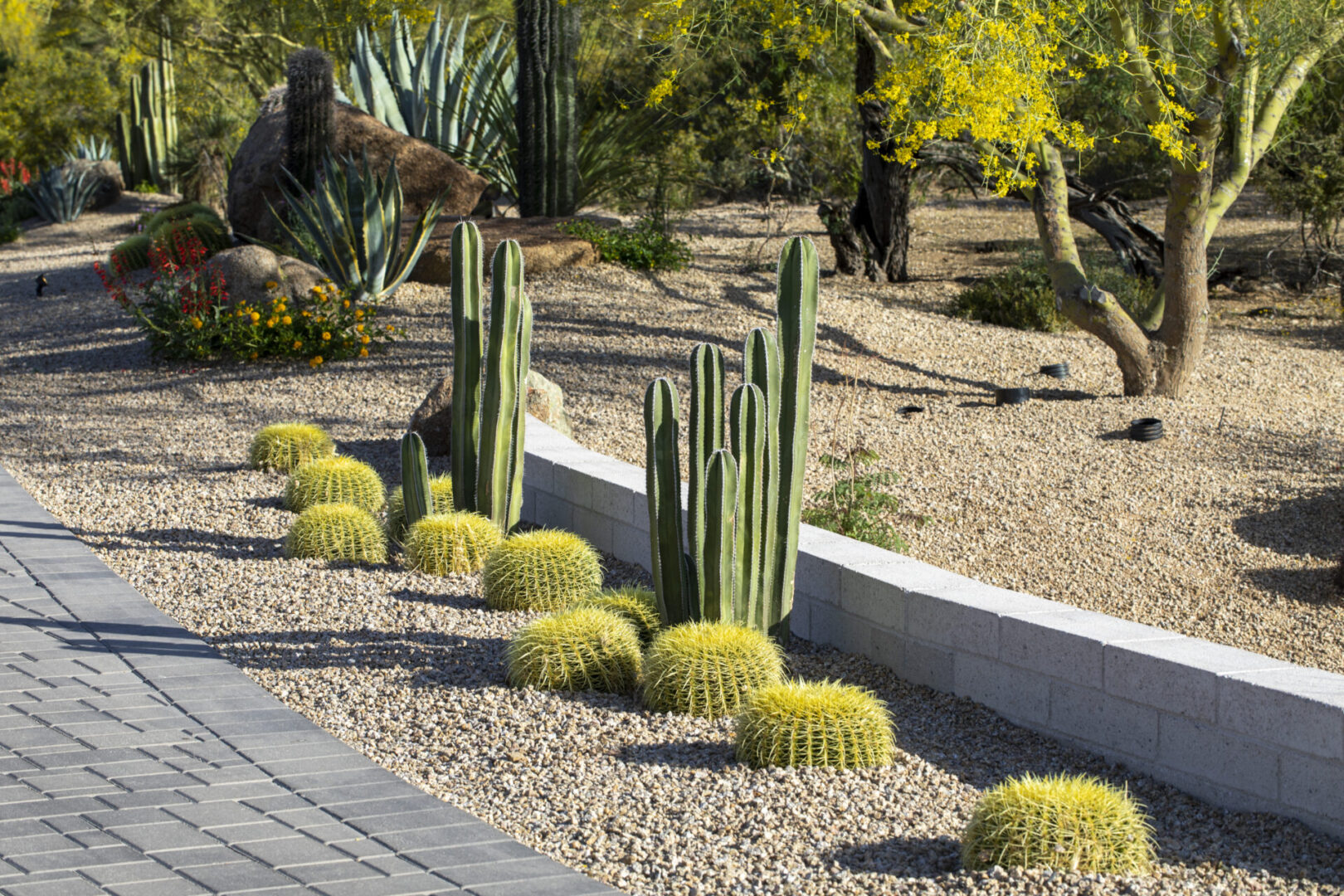 A garden with cacti and bushes in the middle of it.