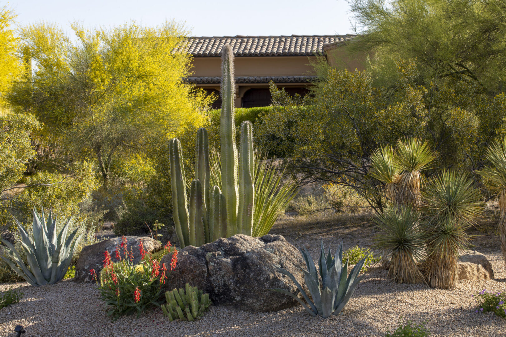 A garden with cacti and other plants in the background.