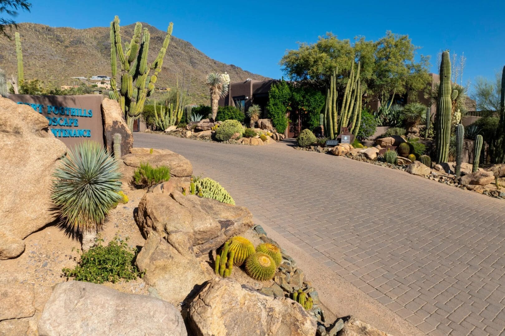 A desert landscape with cacti and bushes on the side of a road.