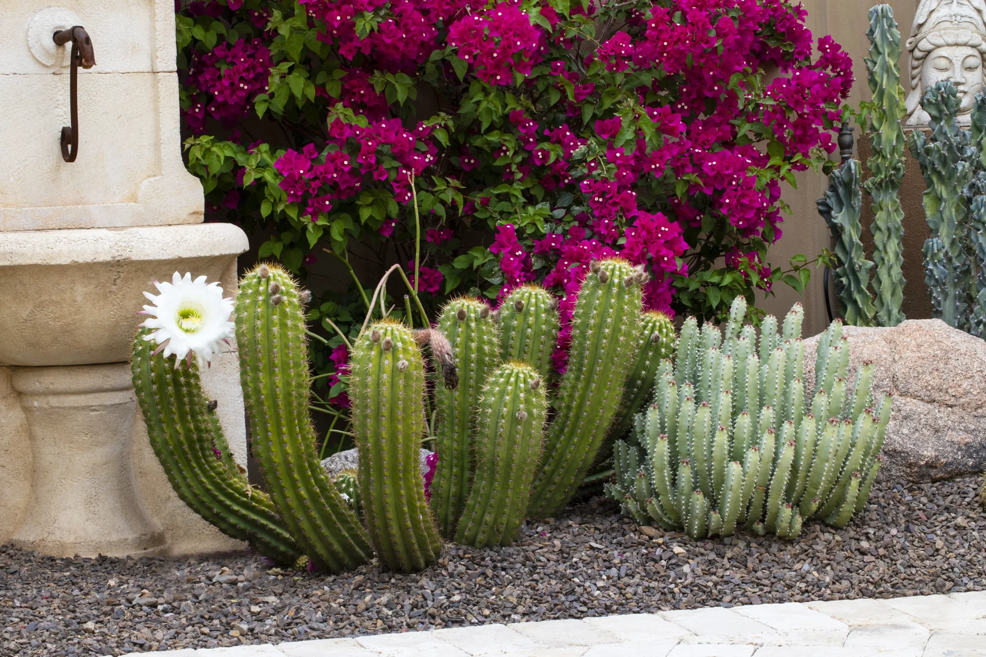 A group of cactus plants in front of some flowers.