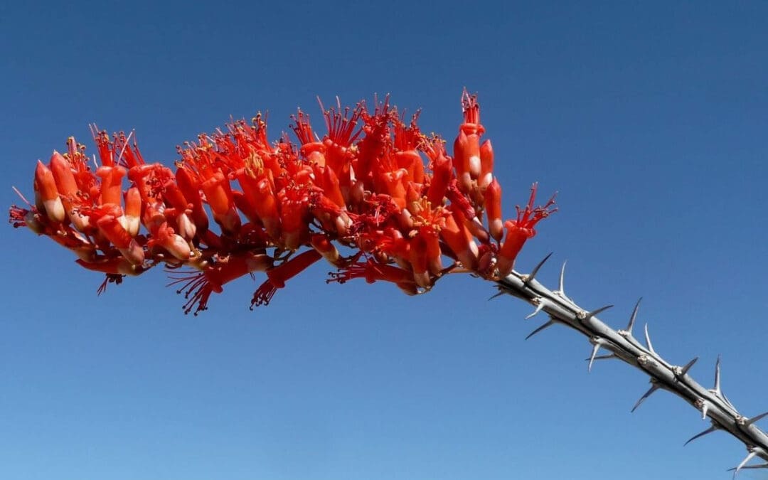 fouquieria_splendens2_lg-1080x675