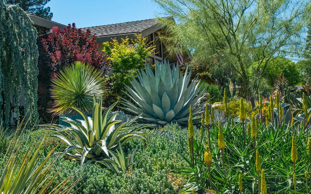 Lush desert garden with diverse succulents and agave plants, surrounded by trees and a modern house partially visible in the background.