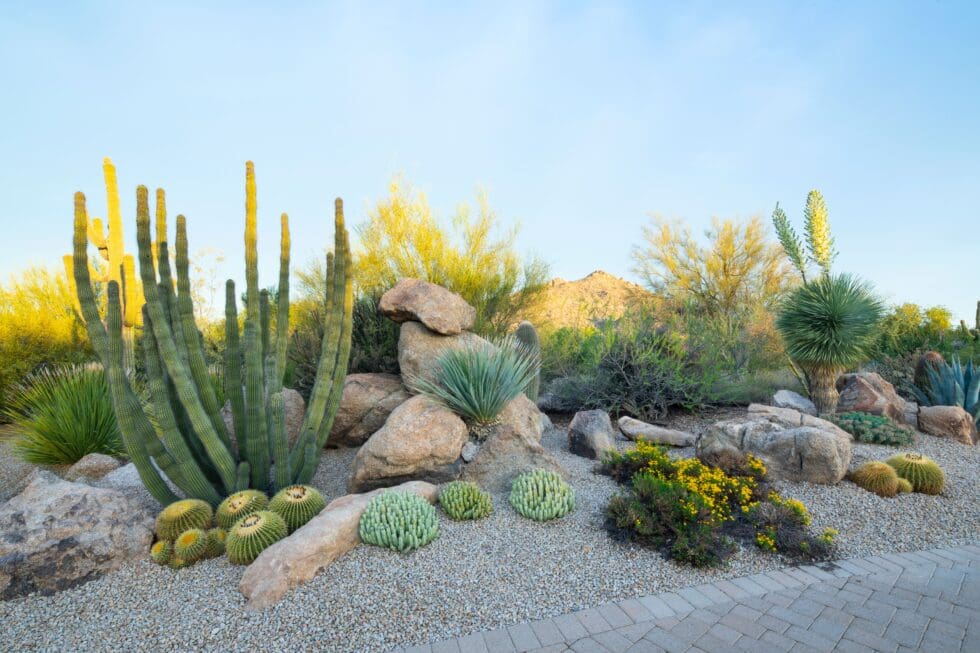 Desert landscape with various cacti and succulents, surrounded by rocks and gravel, under a clear blue sky, with distant hills in background.