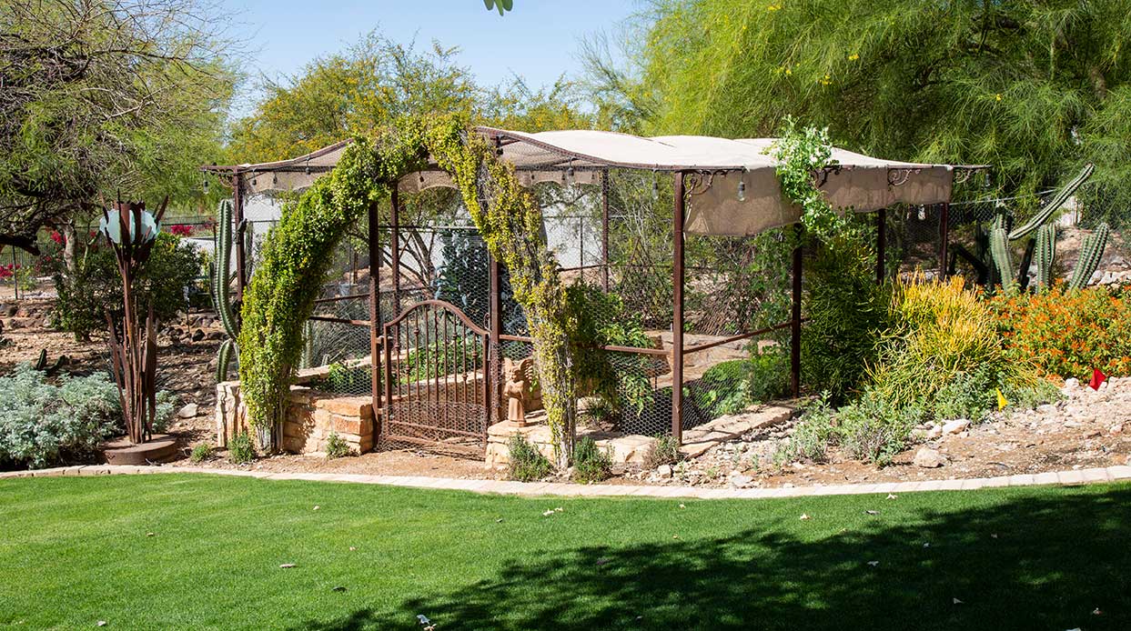 Green garden with lush plants, metal trellis covered in vines, surrounded by cacti and desert flora. Sunny, clear day enhances vibrant colors.