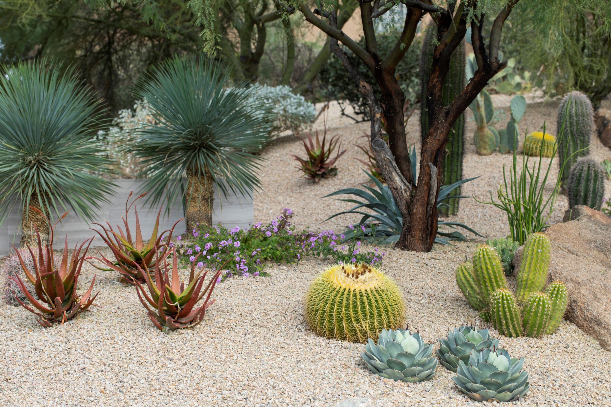 A vibrant desert garden with various cacti, succulents, and trees, set in a bed of gravel, creating a serene landscape.