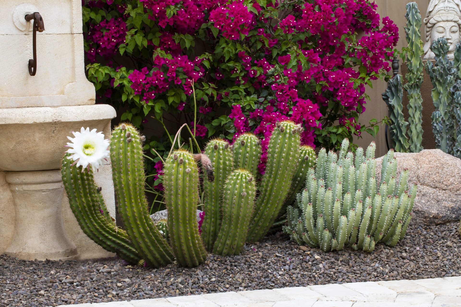 Desert garden scene with cacti and blooming bougainvillea, accompanied by a stone sculpture and rustic fountain against a textured wall.