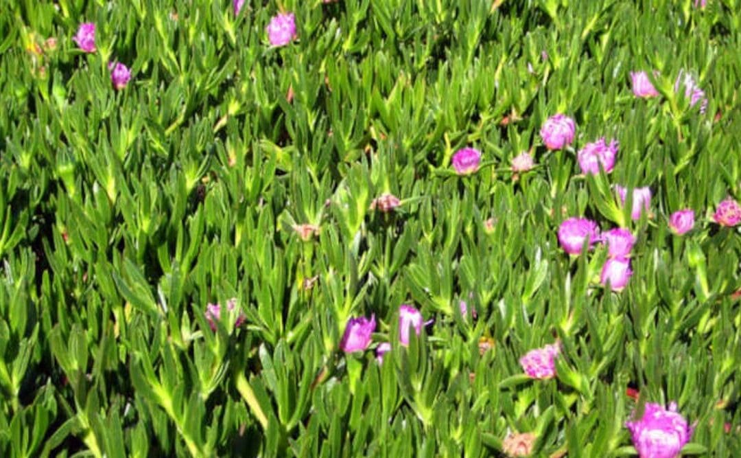 Lush green plants with vibrant pink flowers cover the ground, creating a striking natural display in the bright daylight.