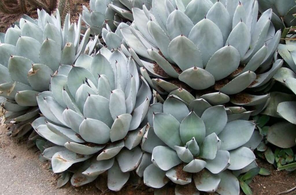 Cluster of large, green succulents with thick leaves, growing close together on a sandy surface. No people or recognizable landmarks present.