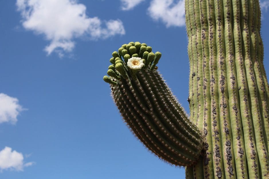 Large saguaro cactus against a bright blue sky, with a single white flower blooming on an arm. Fluffy clouds float above.