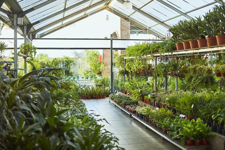 A plant nursery inside a greenhouse showcases various green plants in pots on shelves, with sunlight streaming through large glass panels above.