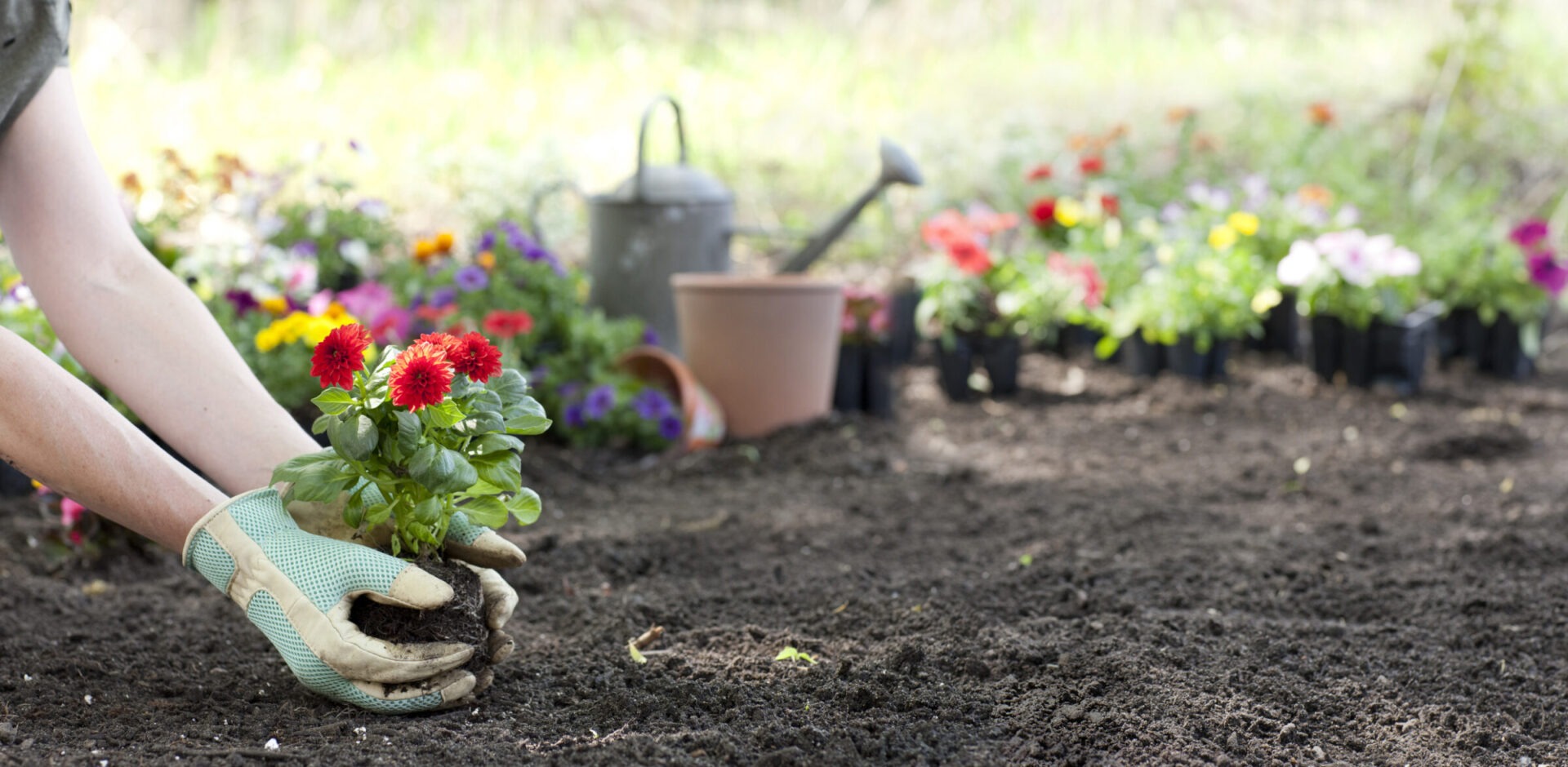 A person in gloves plants vibrant red flowers in a garden, surrounded by colorful blossoms, pots, and a watering can.