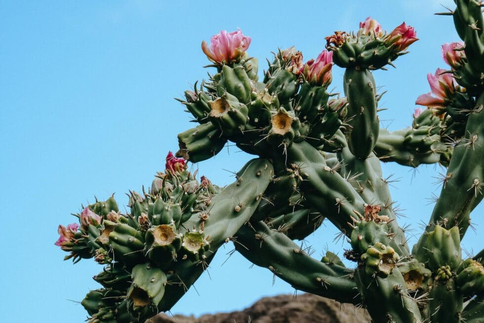 Close-up of a flowering cactus with pink blooms against a clear blue sky. The image captures the natural beauty and sharp details.