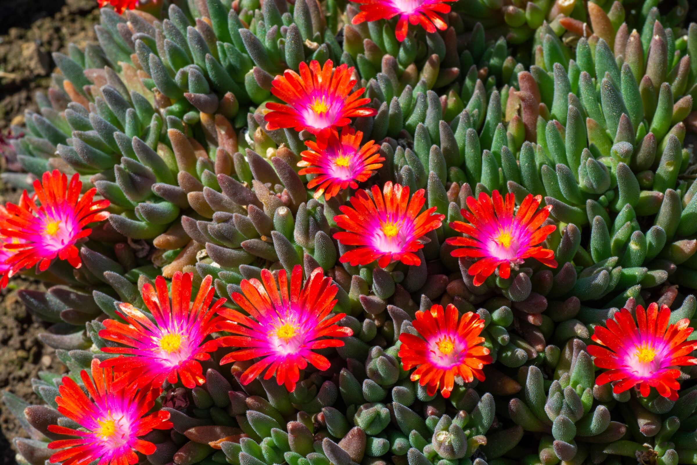 Bright red flowers with pink centers blooming among lush green succulent leaves, creating a vibrant, colorful display in natural light.