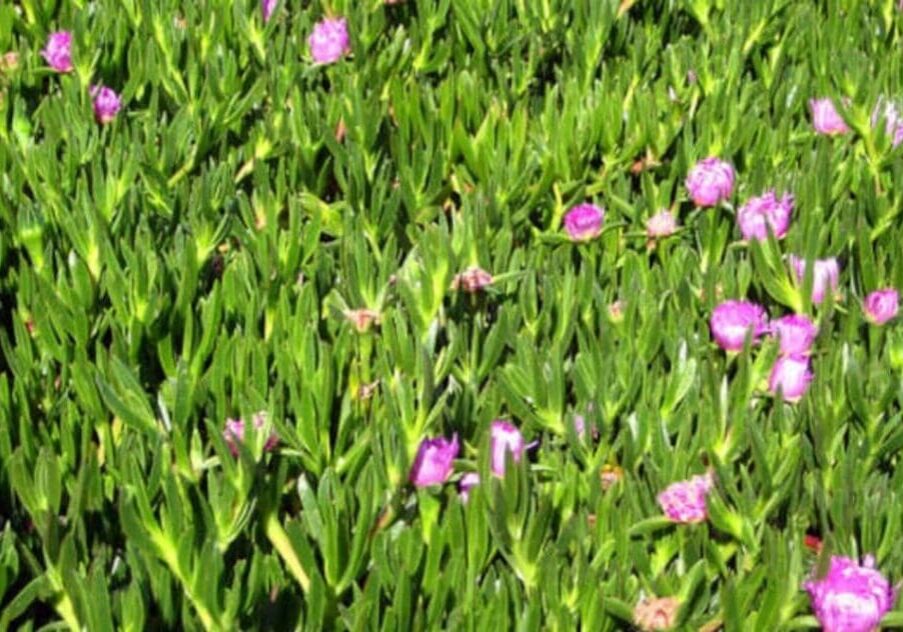 Ice-plant-Carpobrotus-edulis-1200x667-1-1080x667